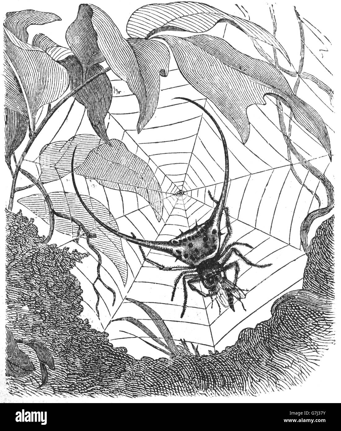 Gasteracantha Arcuata, gebogene stacheligen Spinne, Gasteracantha, Illustration aus Buch datiert 1904 Stockfoto