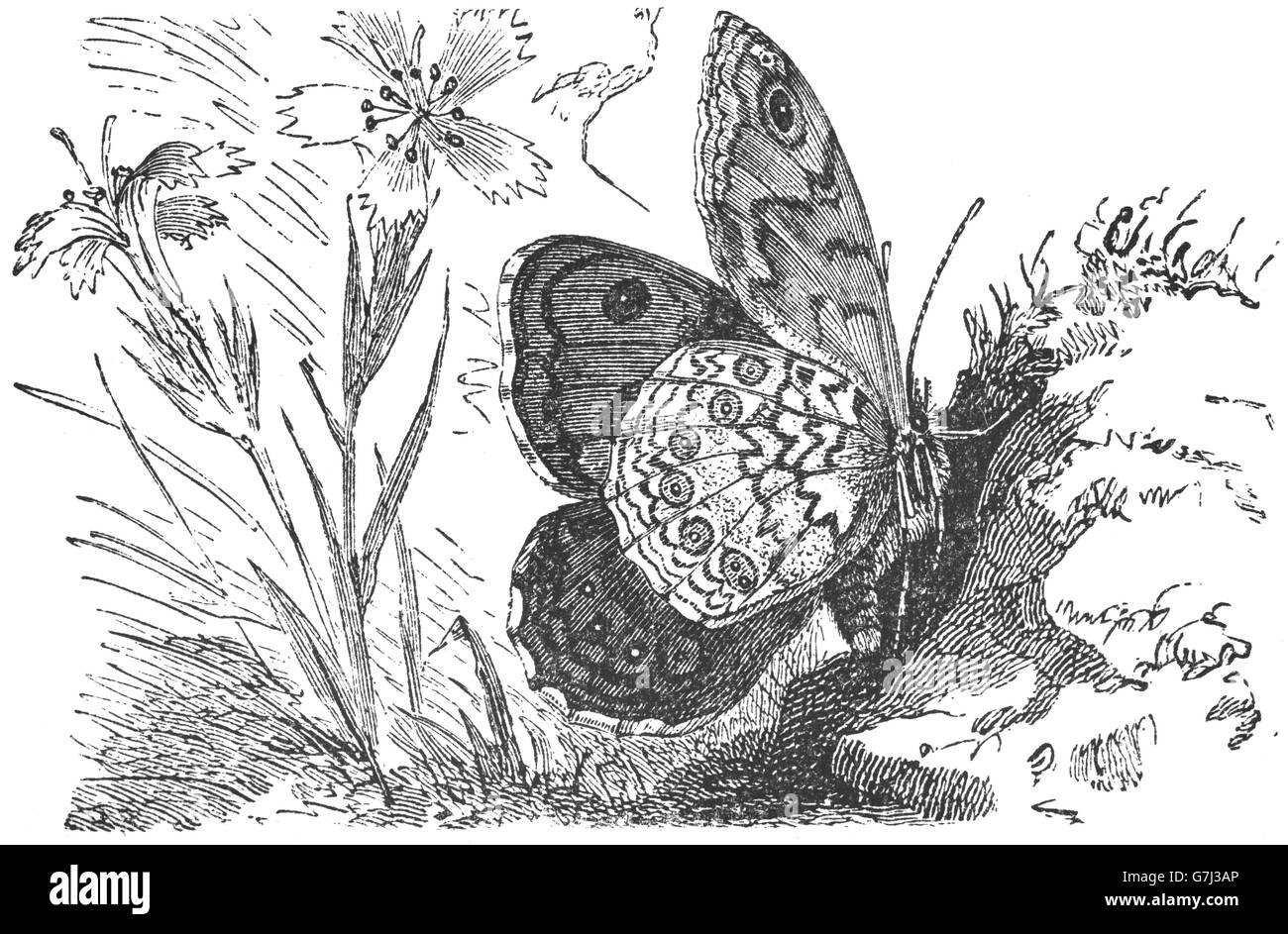 Lasiommata Megera, Wand braun, Schmetterling, Nymphalidae, Illustration aus Buch datiert 1904 Stockfoto