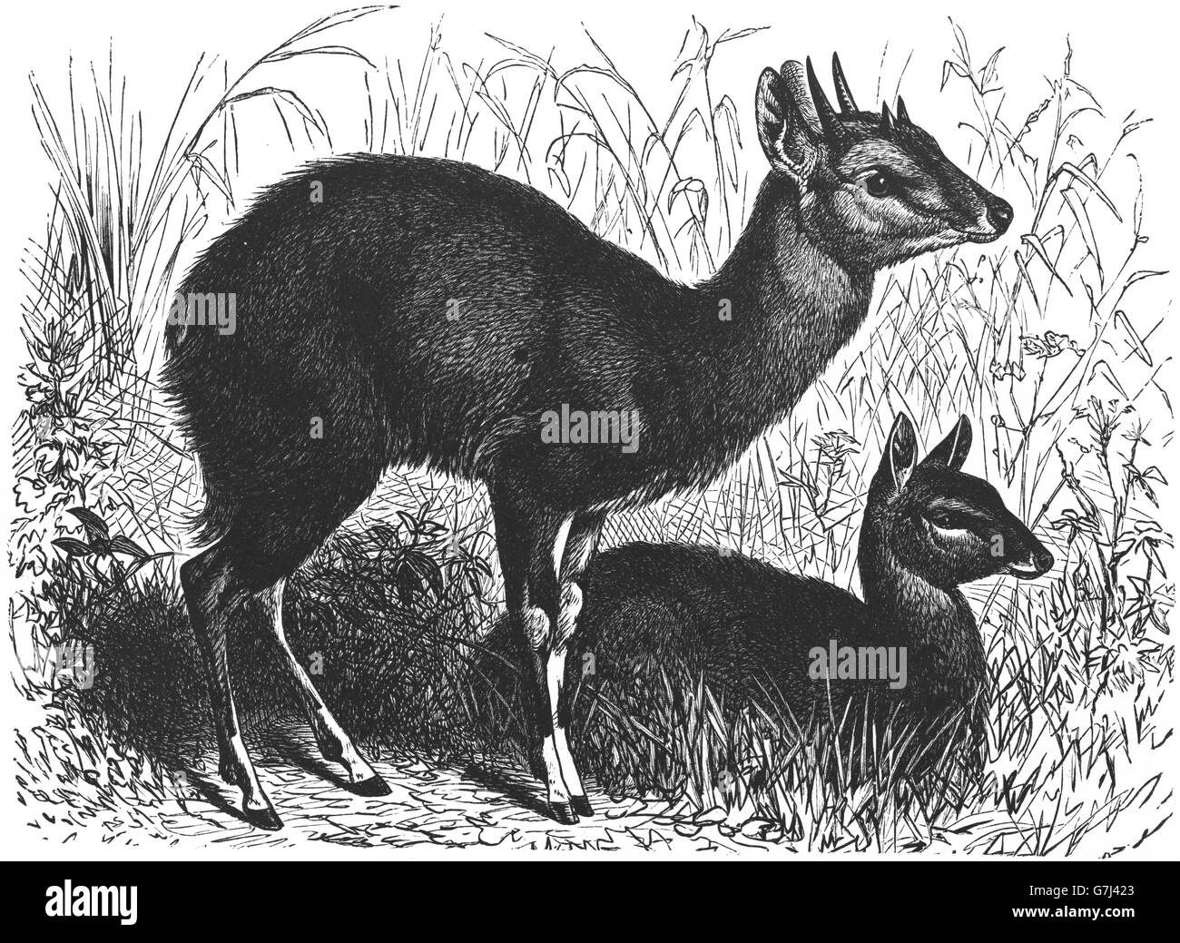 Vier-gehörnte Antilope, Tetracerus Quadricornis, Chousingha, Illustration aus Buch datiert 1904 Stockfoto