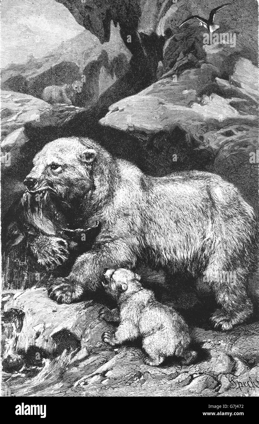 Eisbär Ursus Maritimus, Illustration aus Buch datiert 1904 Stockfoto
