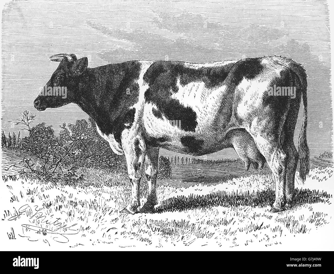 Holstein Rinder Schwarzweiss Stockfotos Und Bilder Alamy