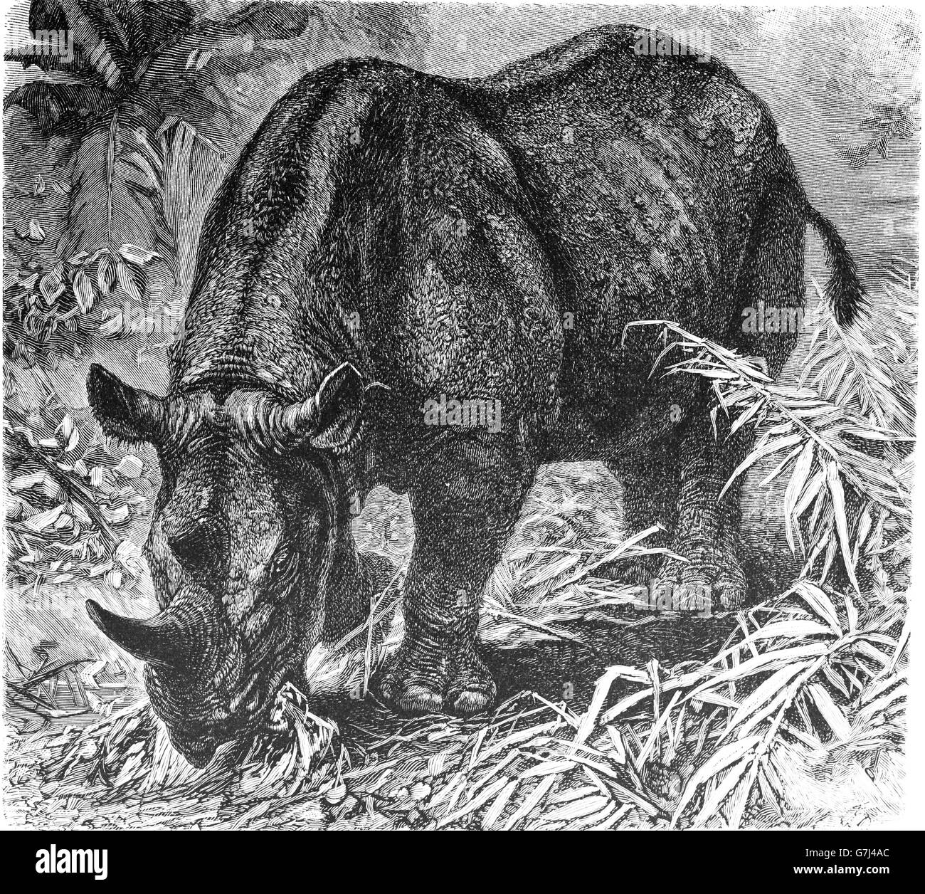 Schwarze Nashorn, Haken-lippige Nashorn, Diceros Bicornis, Illustration aus Buch datiert 1904 Stockfoto