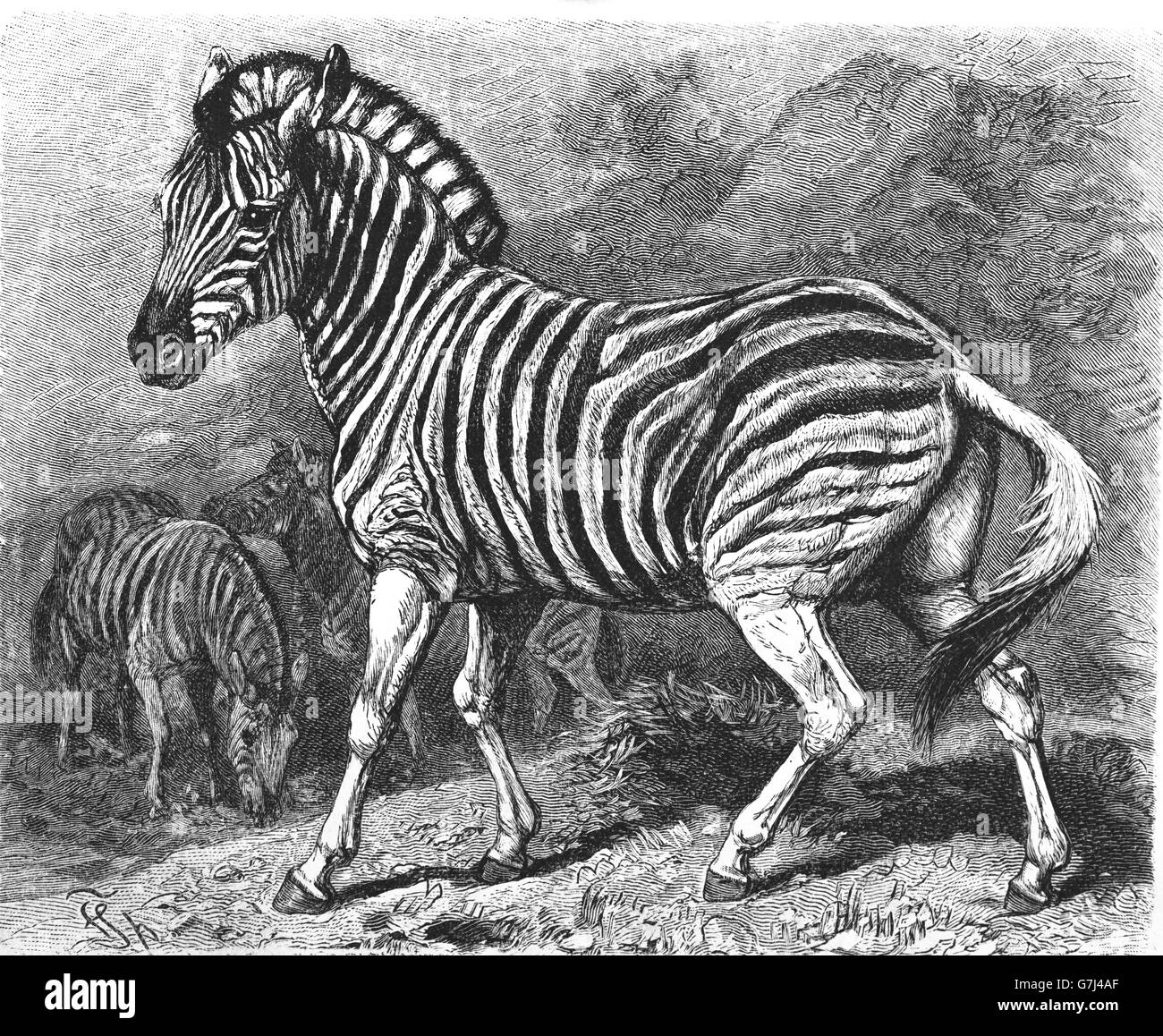Ebenen Zebra, Equus Quagga, Equus Burchellii Burchell Zebra, Illustration aus Buch datiert 1904 Stockfoto
