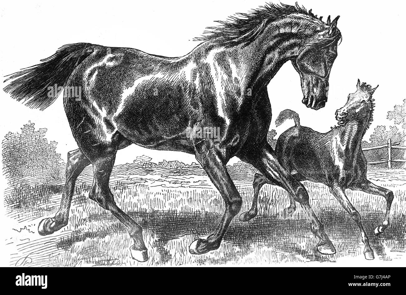 Trakehner Pferde, leichtes Warmblut Brut des Pferds, Illustration aus Buch datiert 1904 Stockfoto