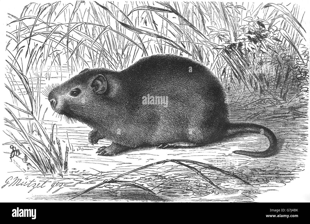 Größere Gehstock Ratte, Thryonomys Swinderianus, Illustration aus Buch datiert 1904 Stockfoto