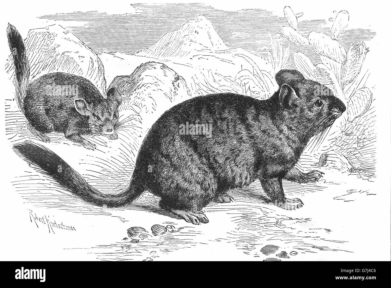 Kurzschwanz-Chinchilla, Chinchilla Chinchilla, Chinchilla Brevicaudata, Illustration aus Buch datiert 1904 Stockfoto