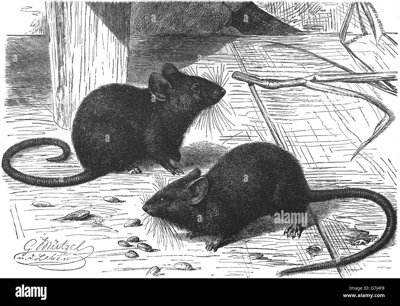 Hausmaus, Mus Musculus, Illustration aus Buch datiert 1904 Stockfoto Hausmaus, Mus Musculus, Illustration aus Buch datiert 1904 Stockfoto