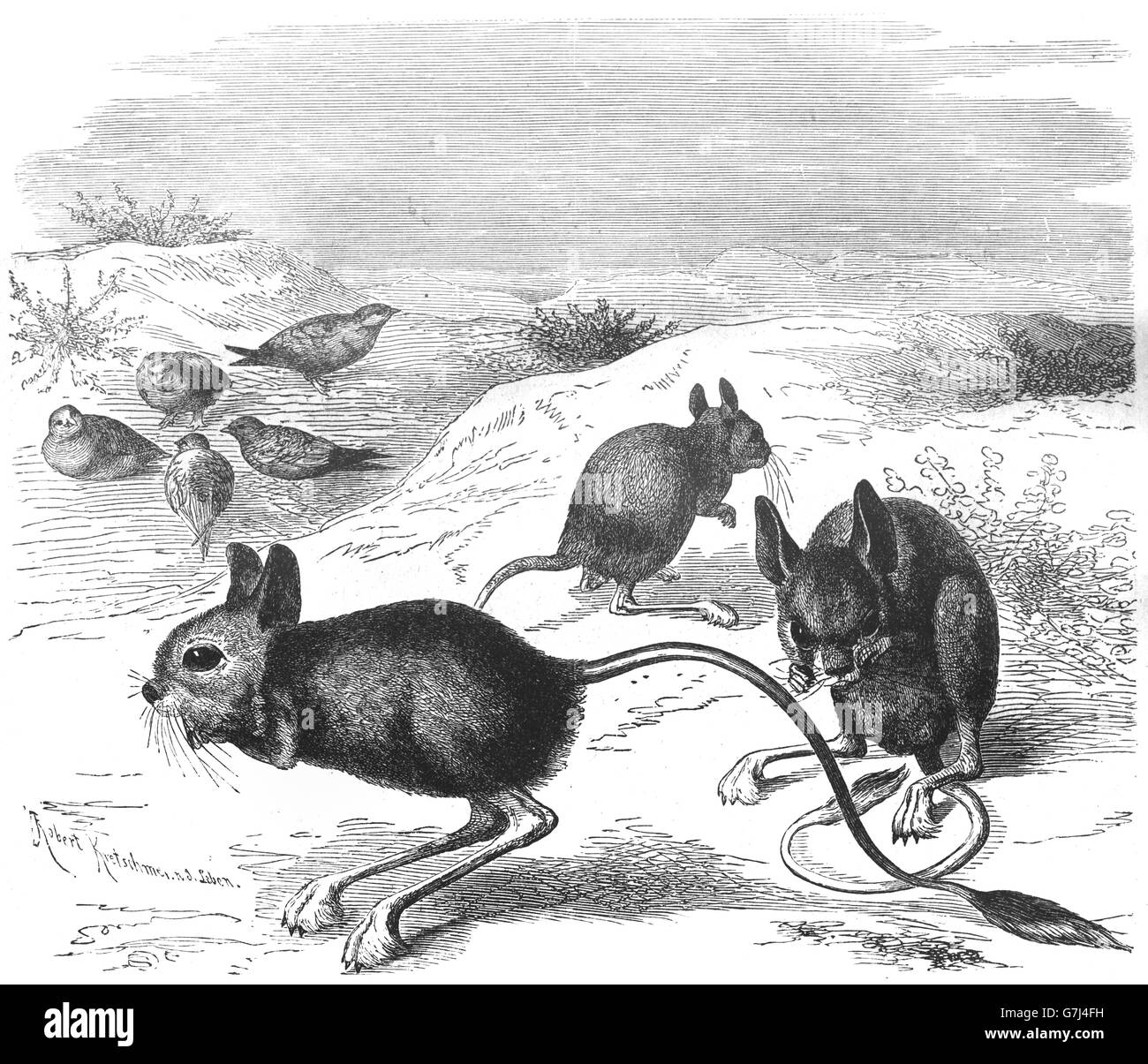 Geringerem ägyptischen Jerboa, Jaculus Jaculus, Illustration aus Buch datiert 1904 Stockfoto