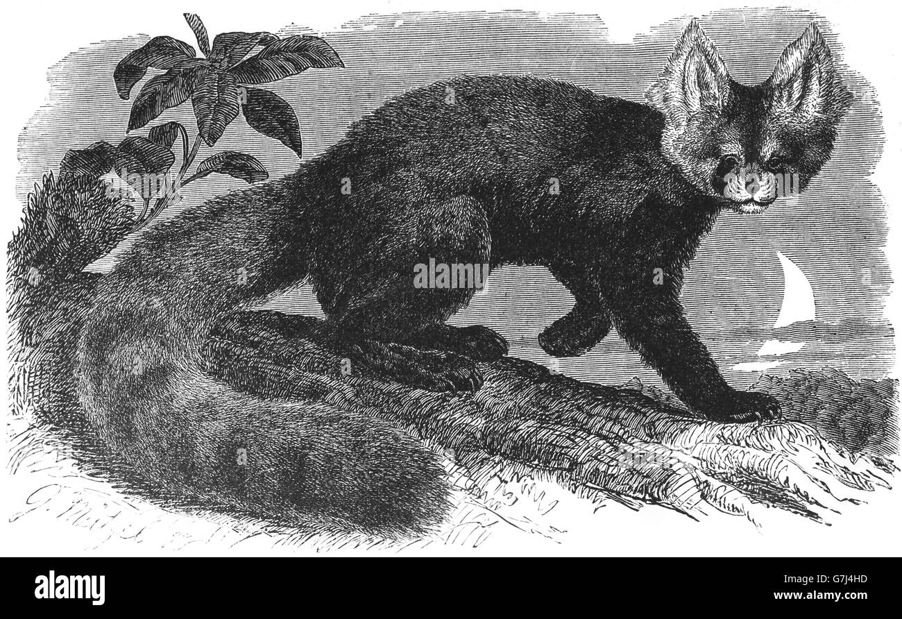 Roter Panda Ailurus Fulgens, kleinere Panda, roter Bär-Katze, rote Katze-Bär, Illustration aus Buch datiert 1904 Stockfoto