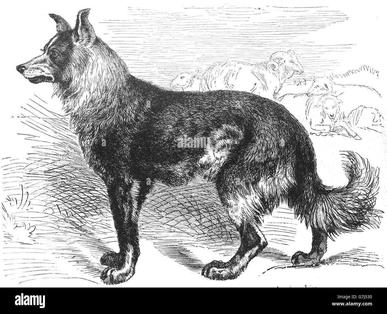 East European Shepherd, Sheepdog, Illustration aus Buch datiert 1904 Stockfoto