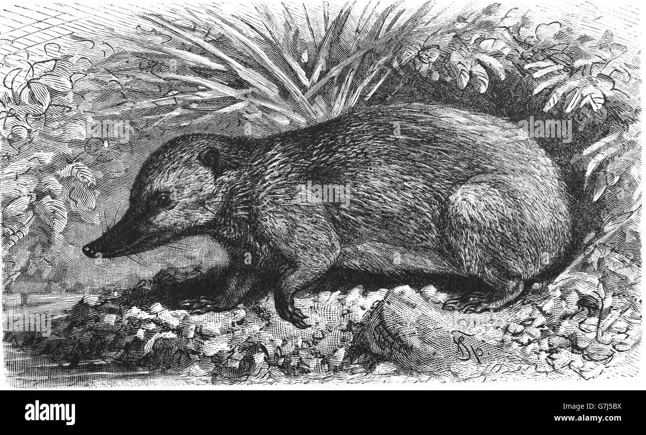 Schwanzlosen Tenreks, Tenrec Ecaudatus, Illustration aus Buch datiert 1904 Stockfoto