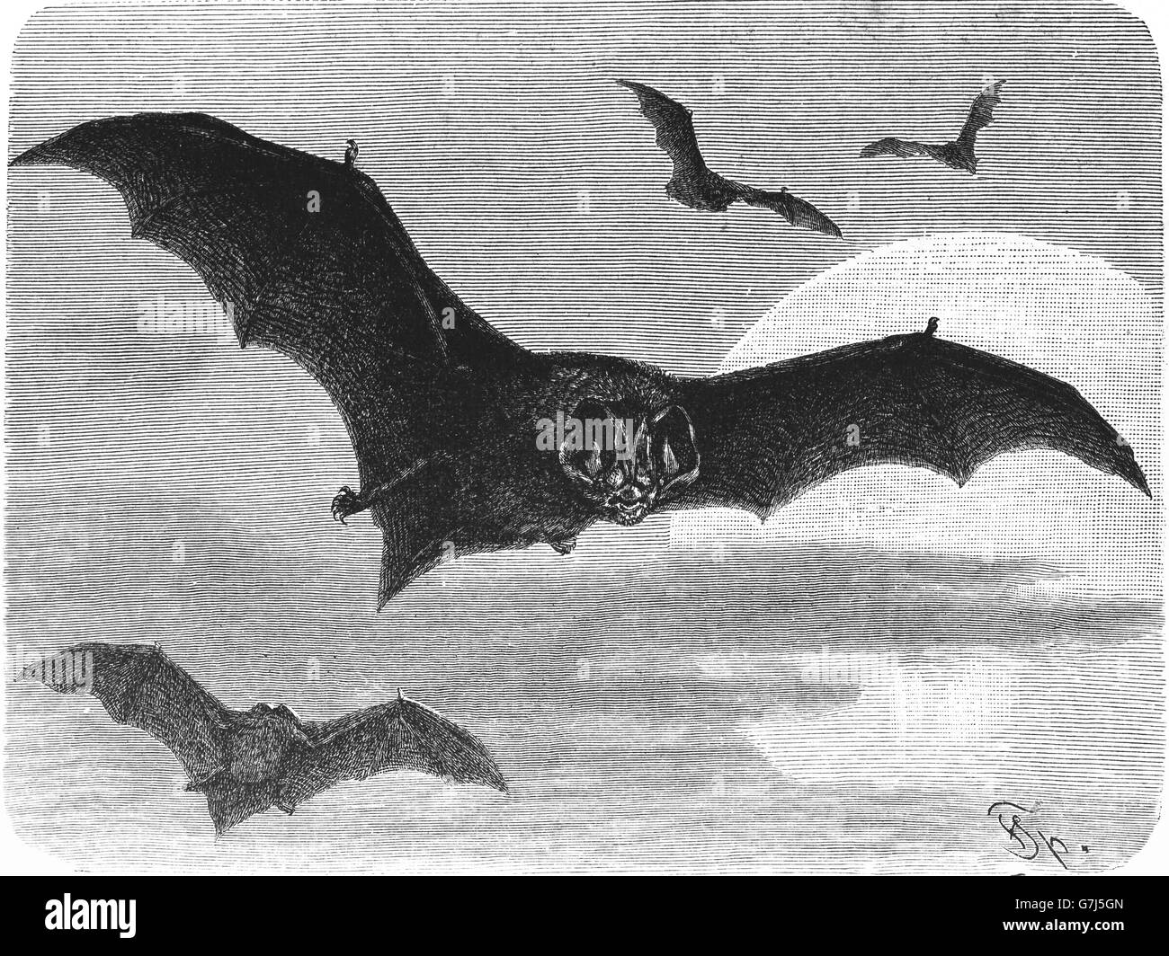 Mopsfledermaus Barbastella Barbastellus, Fledermaus, Vespertilionidae, Chiroptera, Illustration aus Buch datiert 1904 Stockfoto