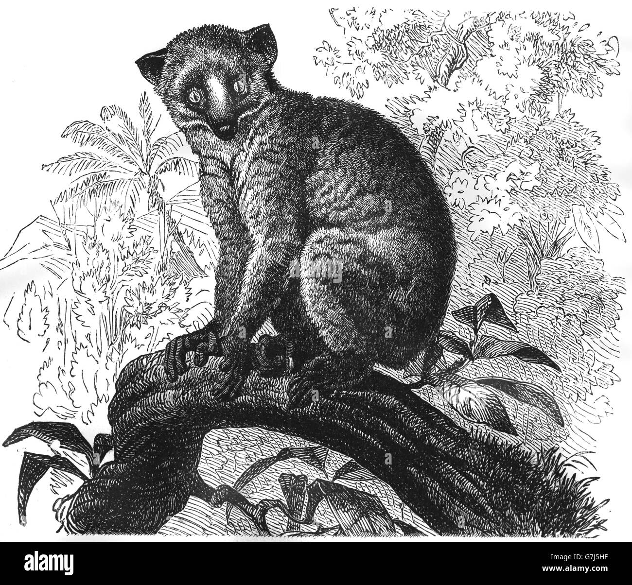 Calabar Angwantibo, Arctocebus Calabarensis, Calabar Obhut Strepsirrhine Primas, Lorisidae, Illustration aus Buch datiert 1904 Stockfoto