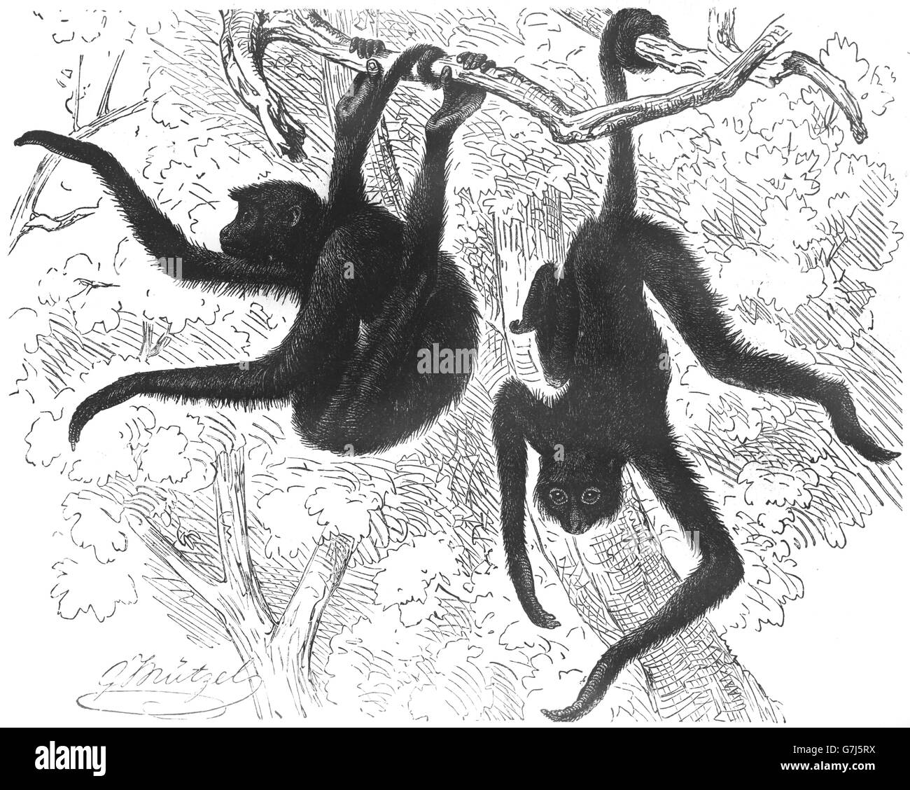 Mit rotem Gesicht Spider monkey, Ateles Paniscus, Guayana Klammeraffe, Atelidae, Illustration aus Buch datiert 1904 Stockfoto