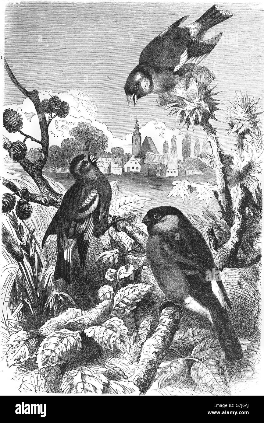 Europäische Stieglitz, Zuchtjahr Zuchtjahr, eurasische Erlenzeisig, Spinus Spinus, eurasische Gimpel Pyrrhula pyrrhula Stockfoto