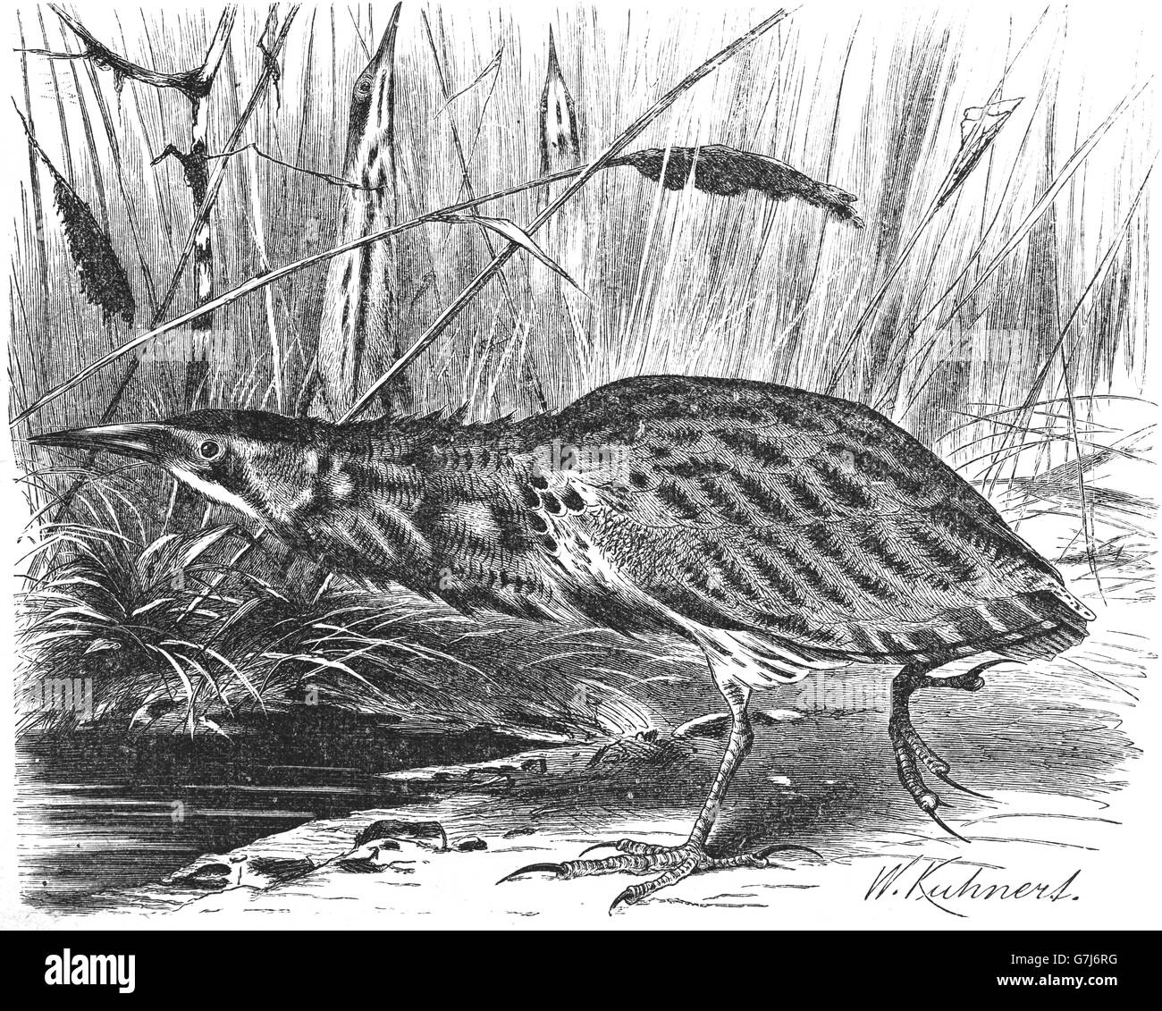 Eurasische Rohrdommel, Botaurus Stellaris, Illustration aus Buch datiert 1904 Stockfoto