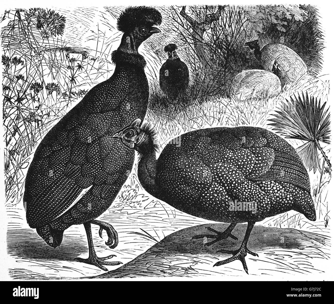 Crested Perlhühner, Guttera Pucherani und behelmter Perlhühner Numida Meleagris, Illustration aus Buch datiert 1904 Stockfoto