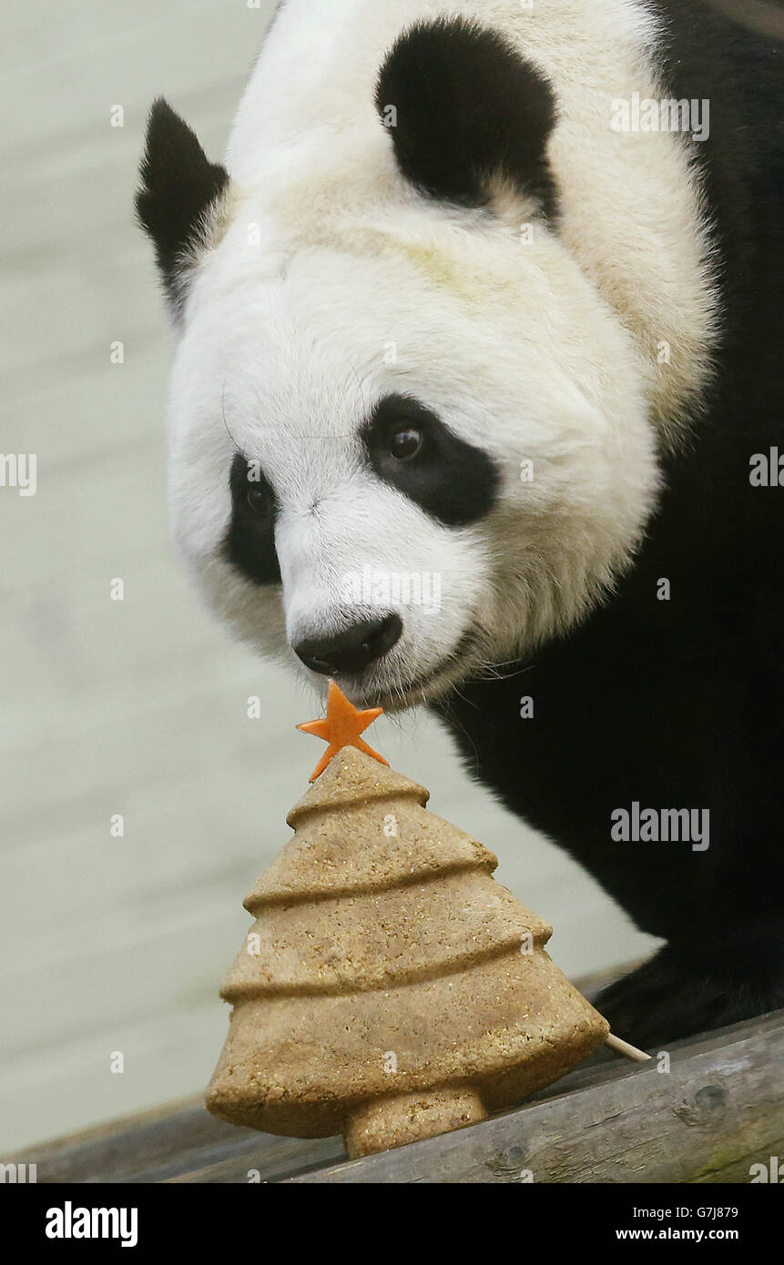 Tian Tian der riesige Panda mit einem besonderen Weihnachtskuchen in Form eines Weihnachtsbaums im Edinburgh Zoo. Stockfoto