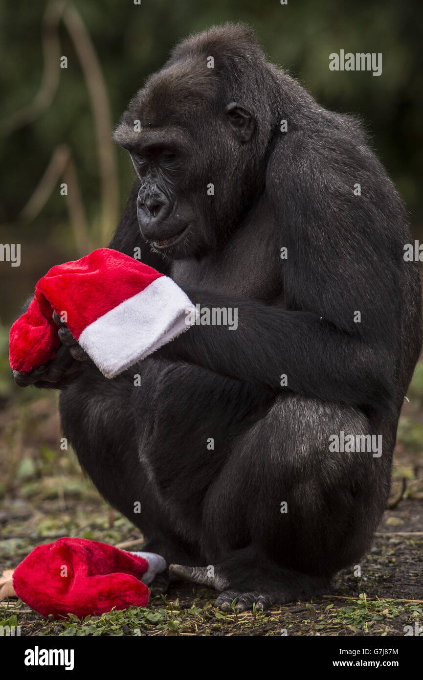 S sechs Gorillas erhalten ihre eigenen frühweihnachtlichen Leckereien, voll von ihrem Lieblingsgemüse, um die festliche Jahreszeit zu feiern. Stockfoto