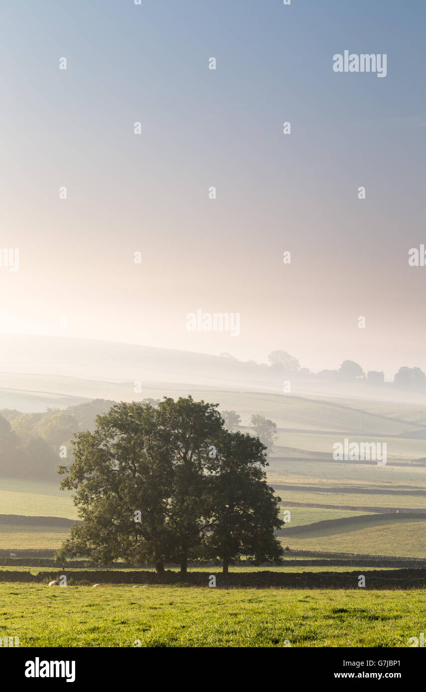 Eine Gruppe von Bäumen stehen im Vordergrund, Trockenmauer und entfernten Bauernhof, Austwick, Yorkshire Dales National Park, UK Stockfoto