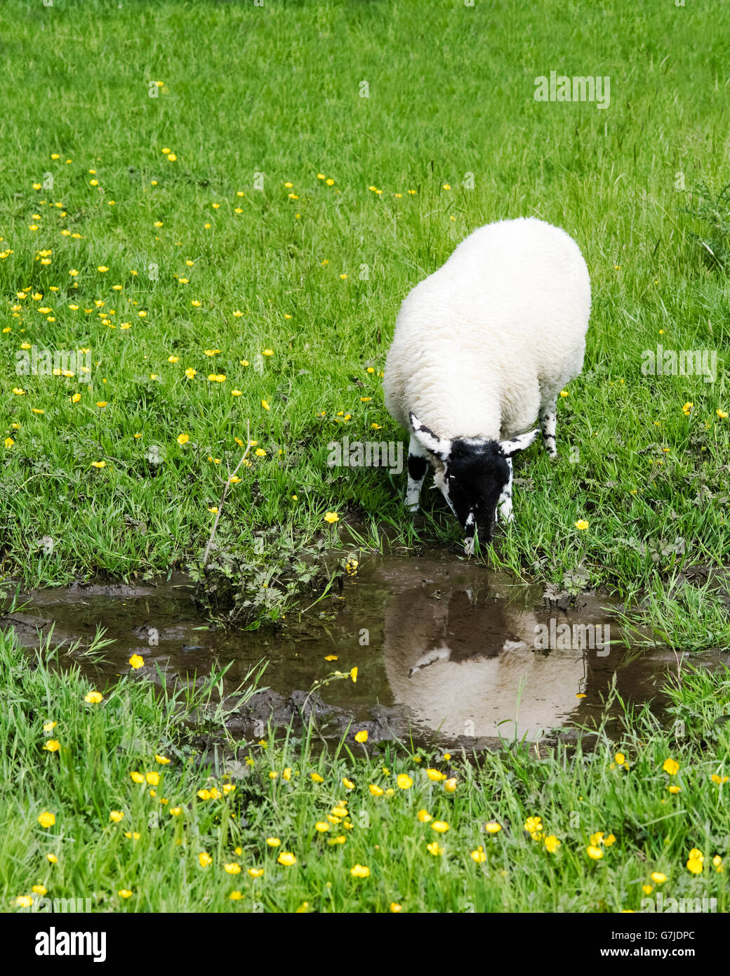 Ein Suffolk Lamm trinken aus einer schlammigen Pfütze neben der Teesdale Weise, County Durham, England, UK Stockfoto