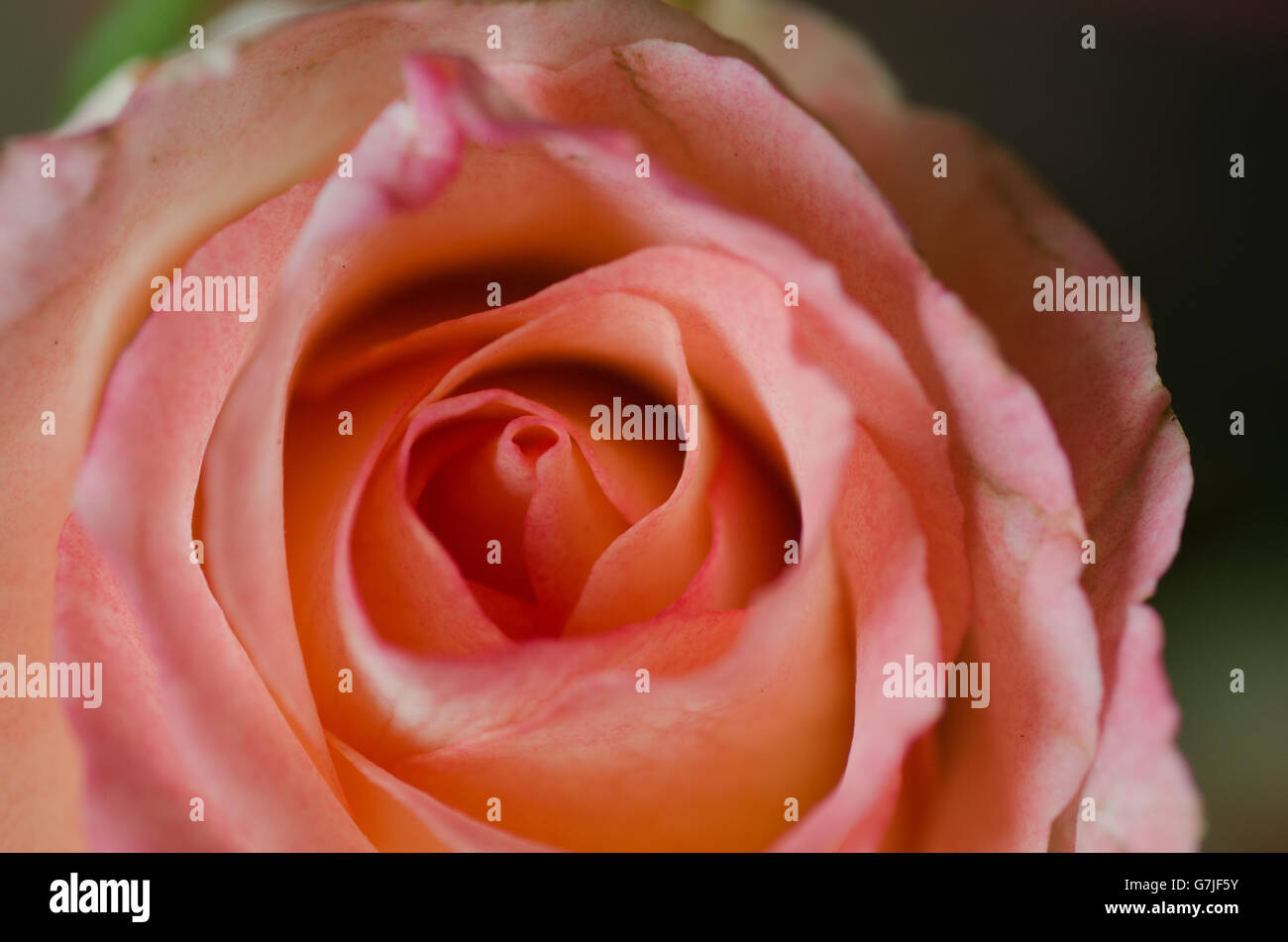 Closeup, verwelkt rosa rose Stockfoto