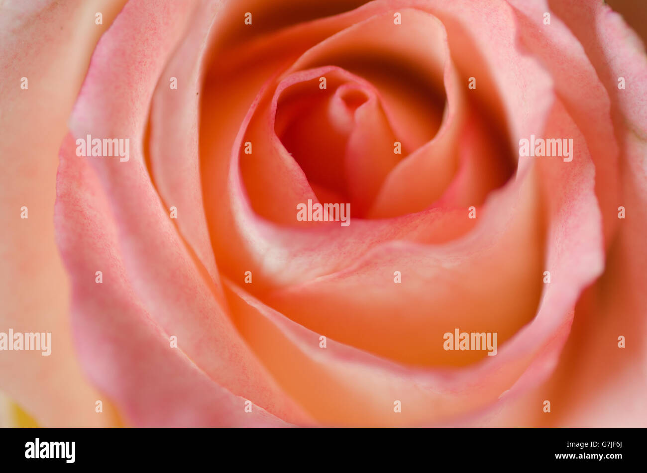 Closeup, verwelkt rosa rose Stockfoto