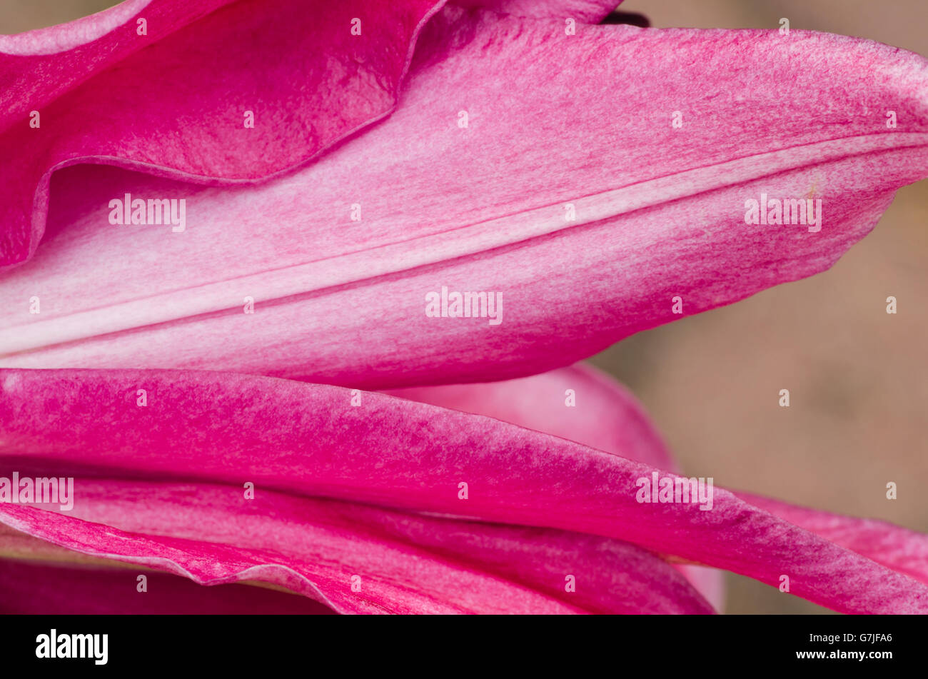 Closeup, Lilly rosa Blütenblätter Stockfoto