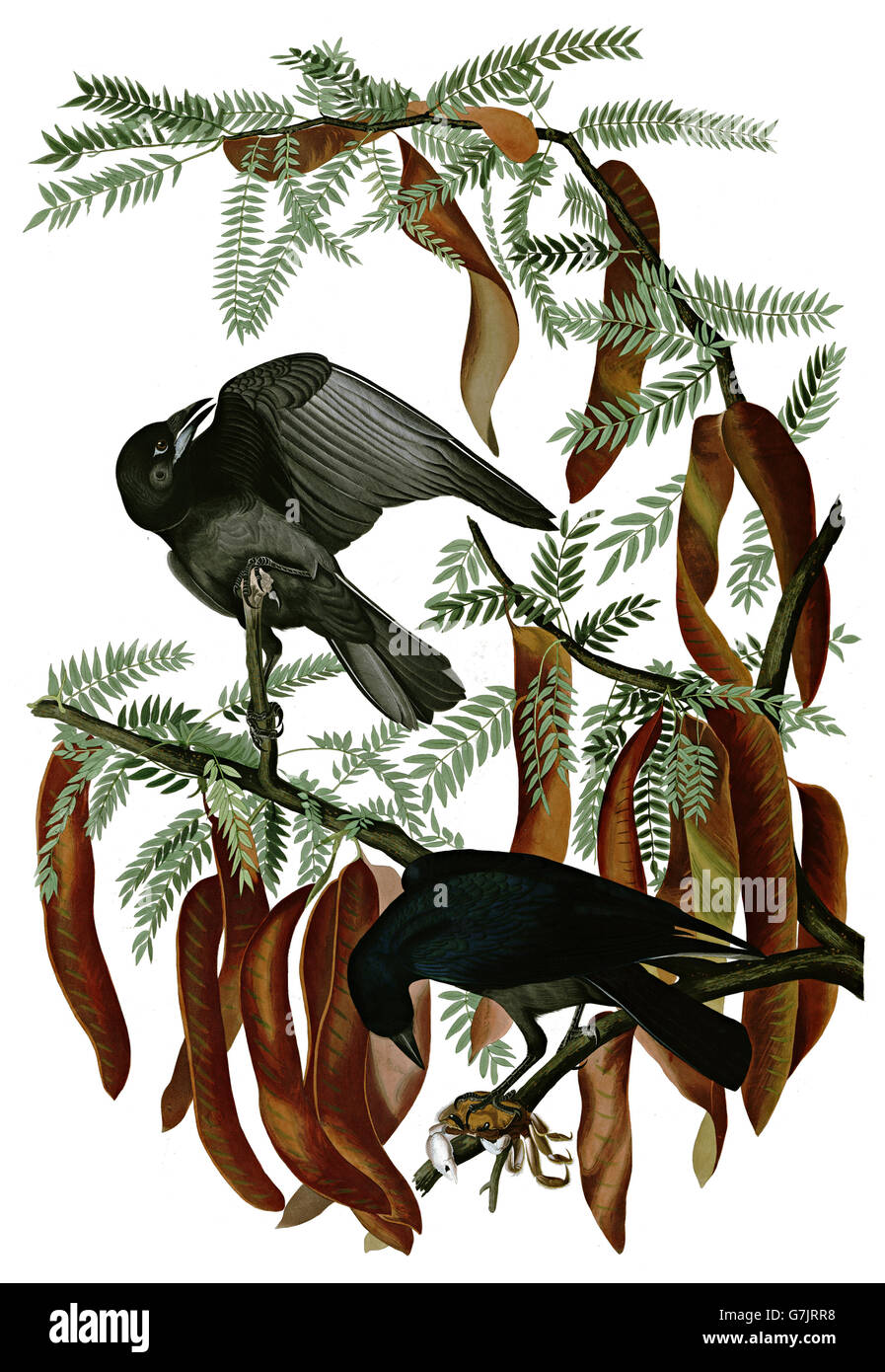 Fisch Krähe, Corvus Ossifragus, Vögel, 1827-1838 Stockfoto