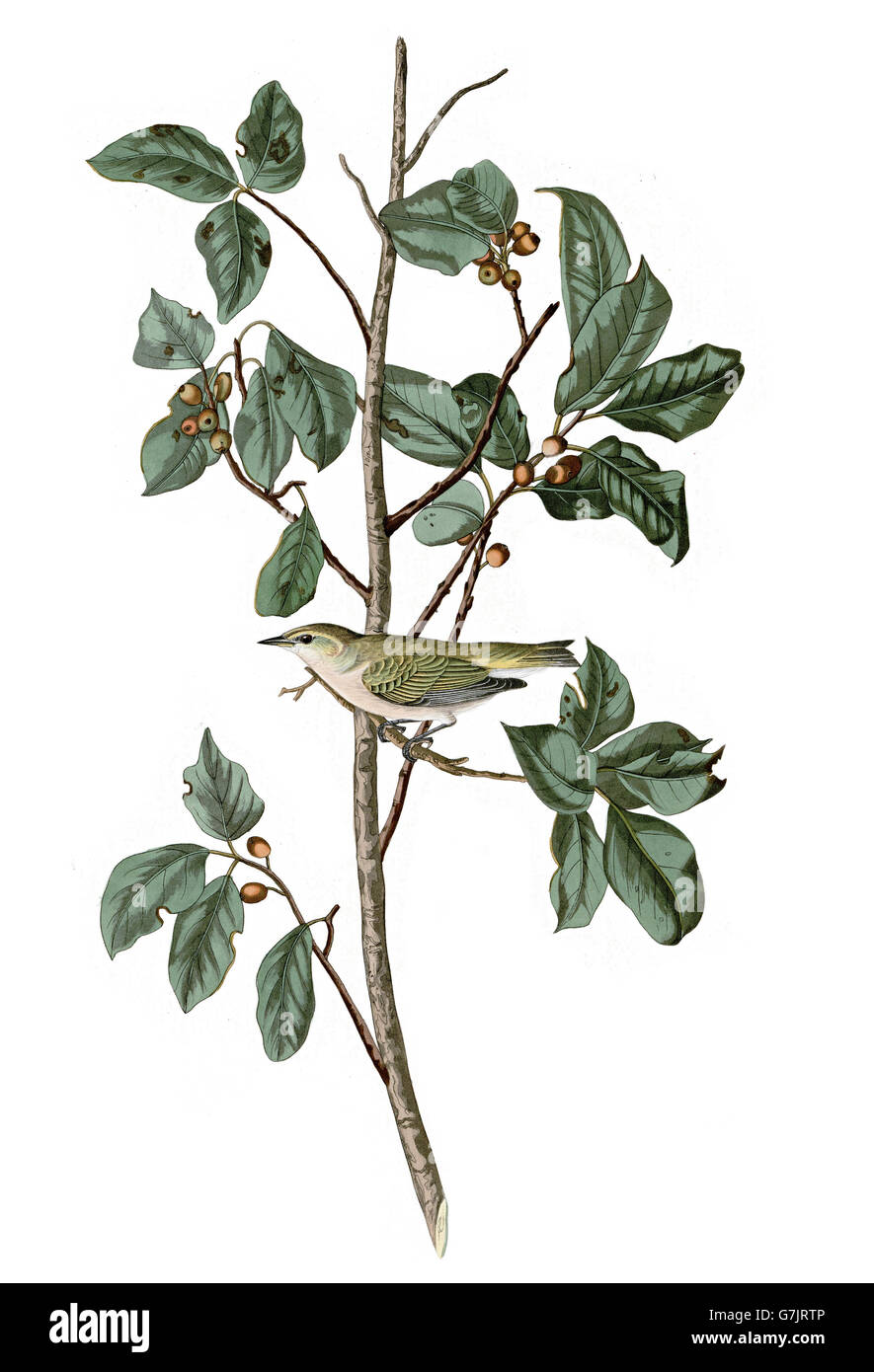 Tennesee Warbler, Vermivora Peregrina, Vögel, 1827-1838 Stockfoto