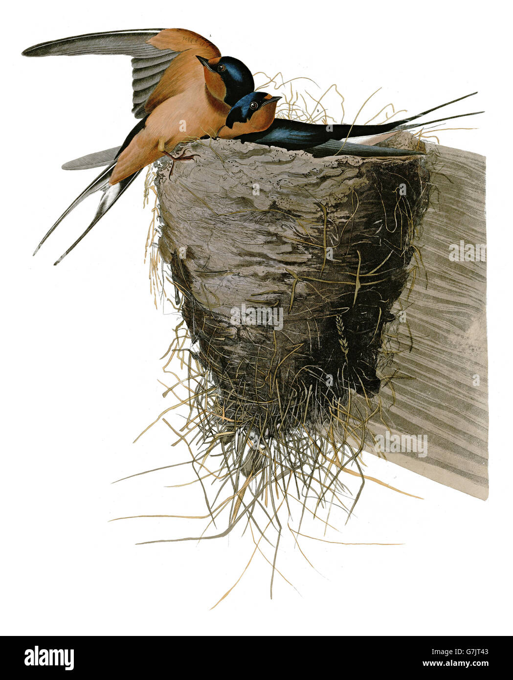 Rauchschwalbe Hirundo Rustica, Vögel, 1827-1838 Stockfoto