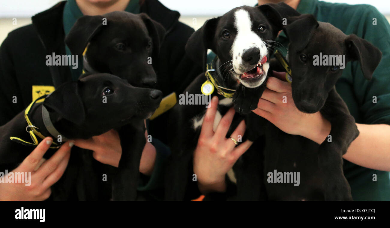 Lurcher Welpen (von links) Eddie (Redmayne), Ralph (Fiennes), Benedict (Cumberbatch) und Kiera (Knightley), die während der Weihnachtszeit aufgegeben wurden, werden von Mitarbeitern des Dogs Trust in Denton, Greater Manchester, gehalten. Stockfoto
