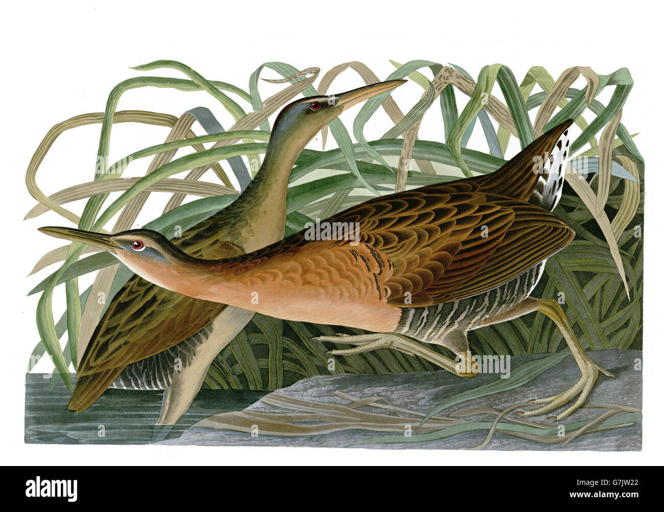 König Schiene Rallus Elegans, Vögel, 1827-1838 Stockfoto