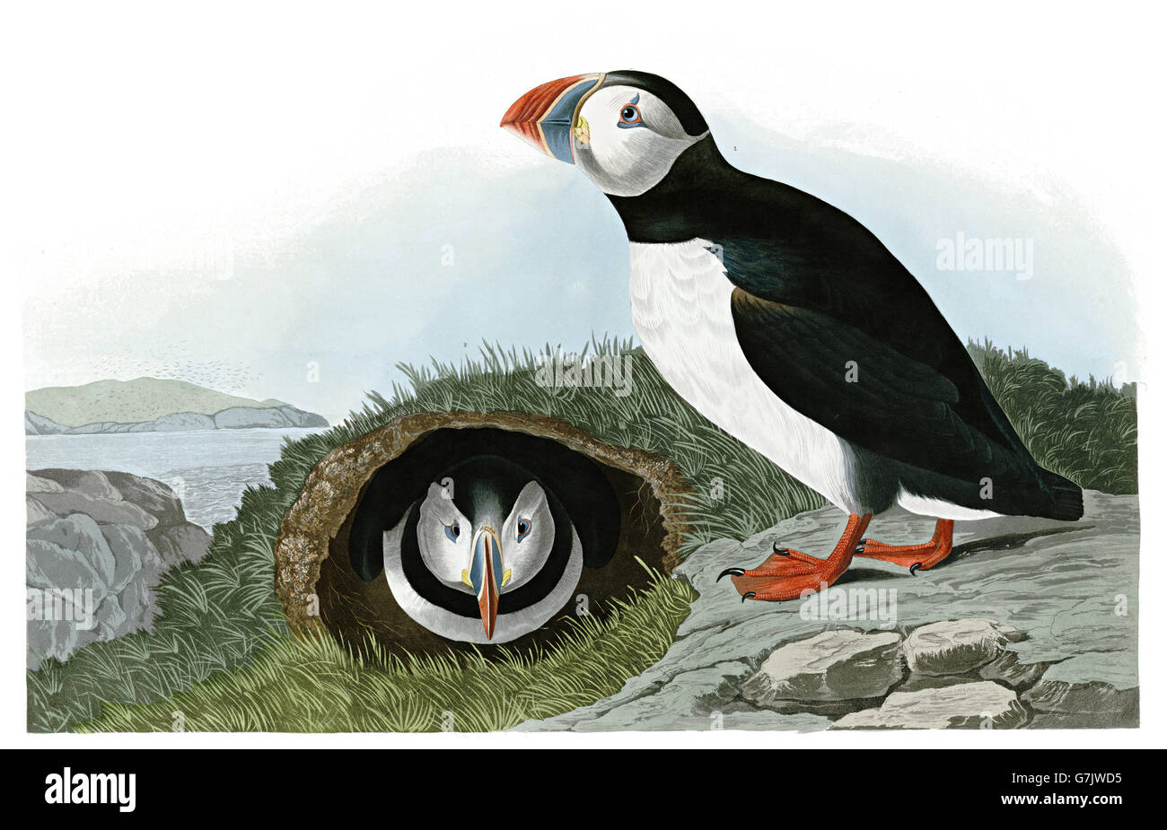 Papageitaucher Fratercula Arctica, Vögel, 1827-1838 Stockfoto