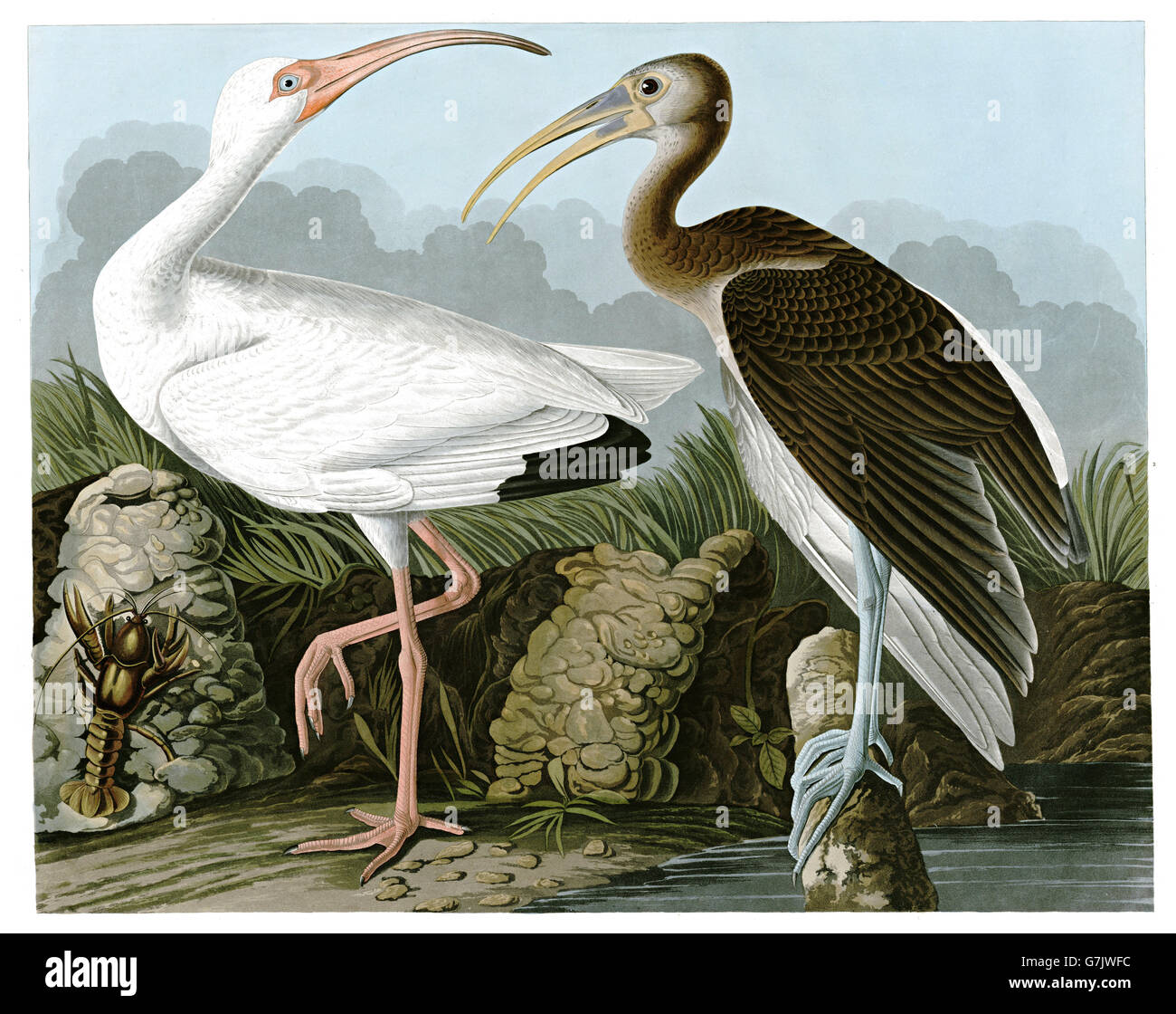 Weißes Ibis, Eudocimus Albus, Vögel, 1827-1838 Stockfoto