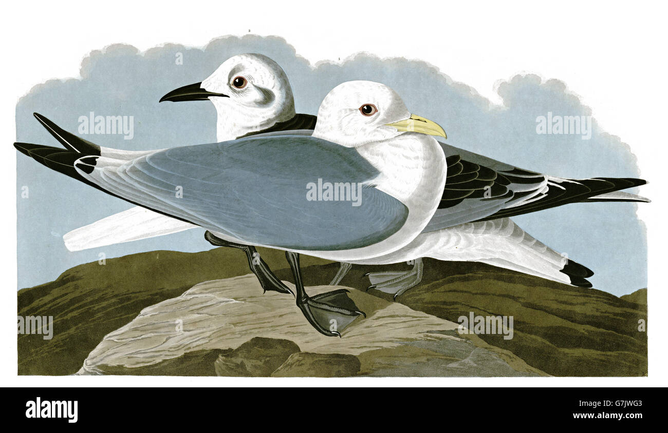 Schwarz-legged Kittiwake, Rissa Tridactyla, Vögel, 1827-1838 Stockfoto