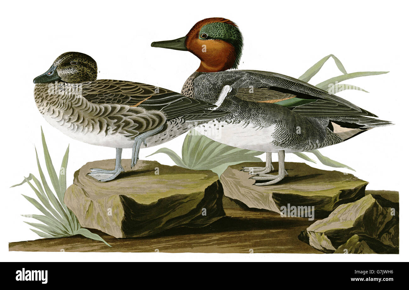 Grün – Winged Teal, Anas Vogelarten, Vögel, 1827-1838 Stockfoto