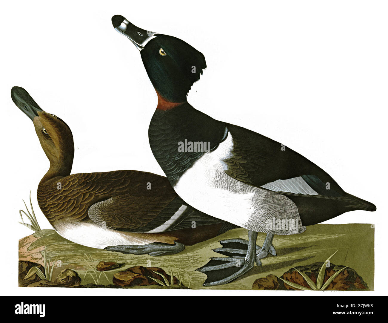 Ring – Necked Duck, Aythya Collaris, Vögel, 1827-1838 Stockfoto