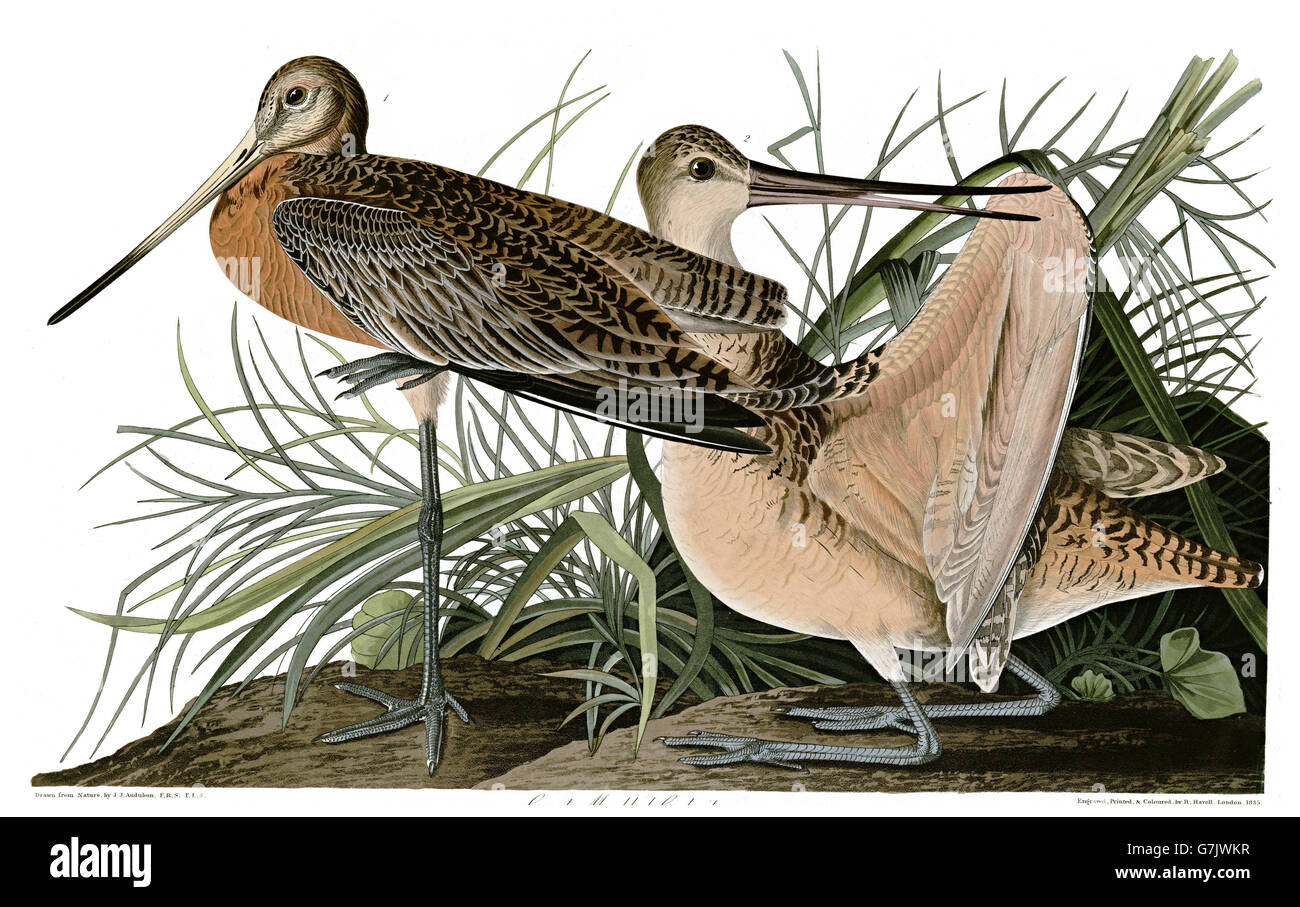 Marmorierte Uferschnepfe, Limosa Fedoa, Vögel, 1827-1838 Stockfoto