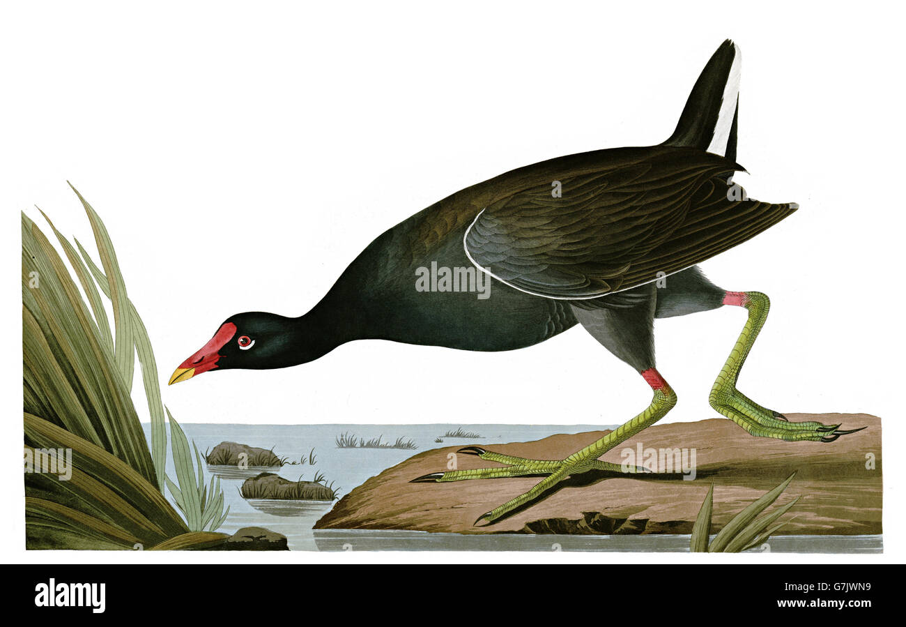 Teichhühner, Gallinula Chloropus, Vögel, 1827-1838 Stockfoto