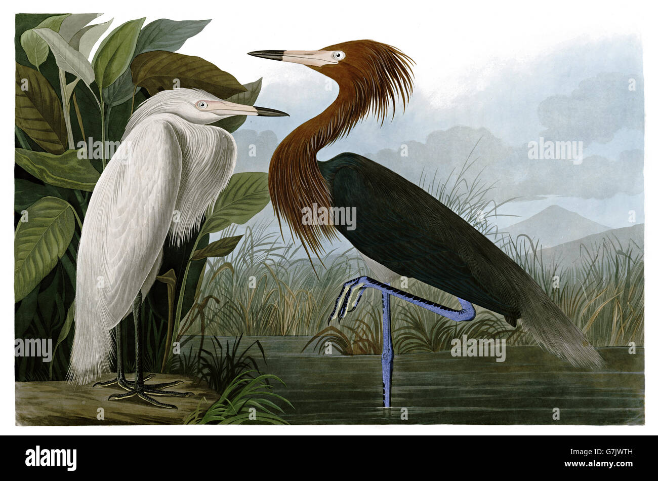 Rötlicher Reiher, Egretta saniert, Vögel, 1827-1838 Stockfoto