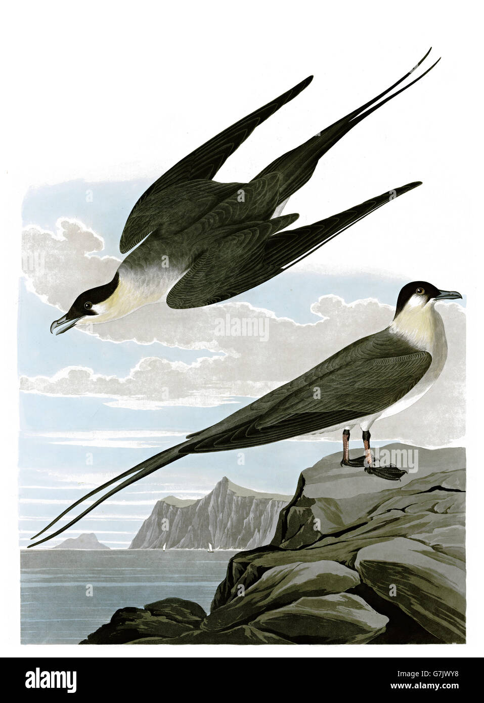Long-tailed Jaeger, Stercorarius Longicaudus, Vögel, 1827-1838 Stockfoto