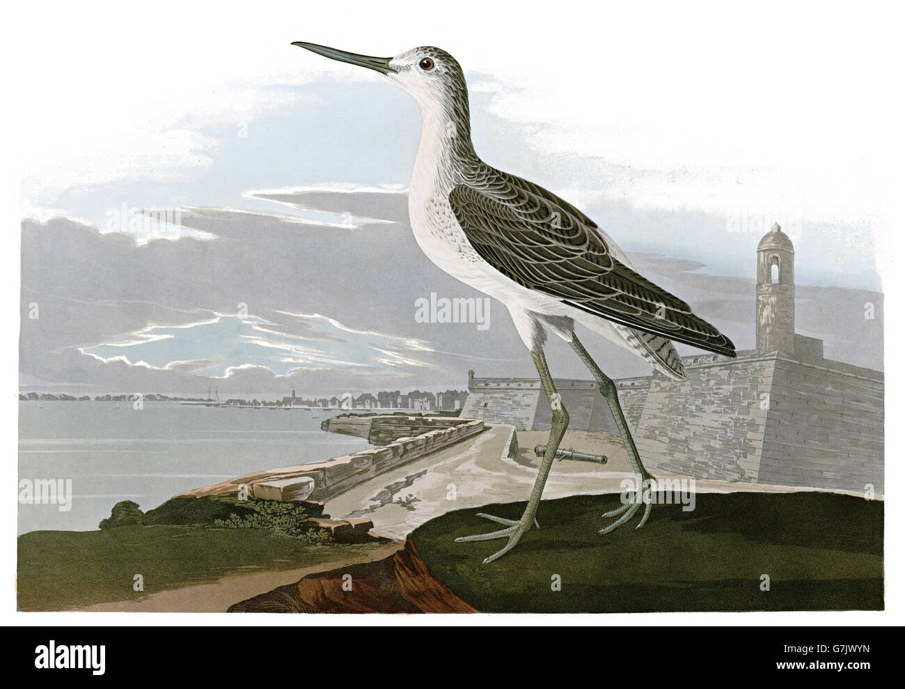 Gemeinsamen Grünschenkel Tringa Nebularia, Vögel, 1827-1838 Stockfoto