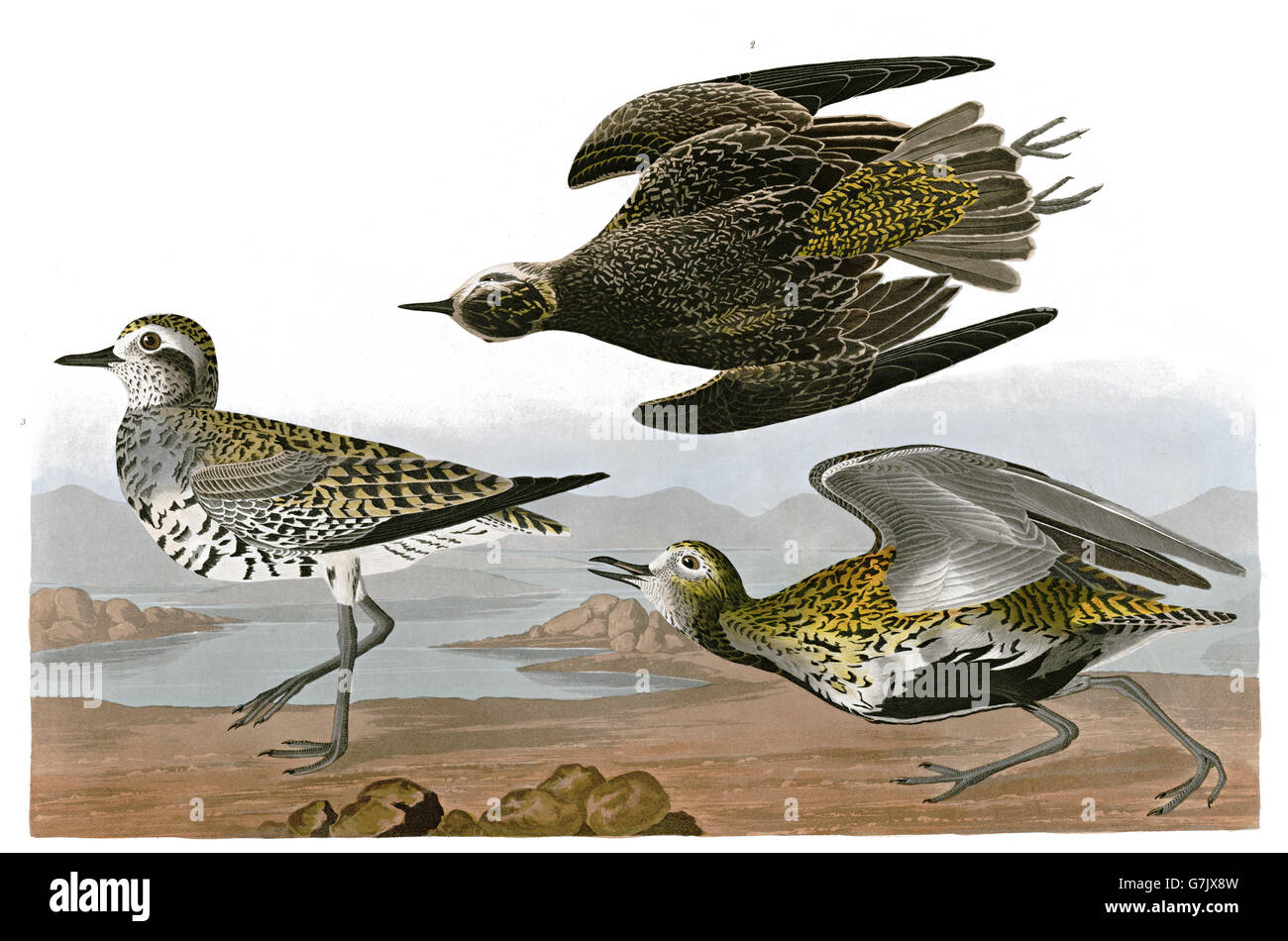 Geringerem Goldregenpfeifer Pluvialis Dominica, Vögel, 1827-1838 Stockfoto