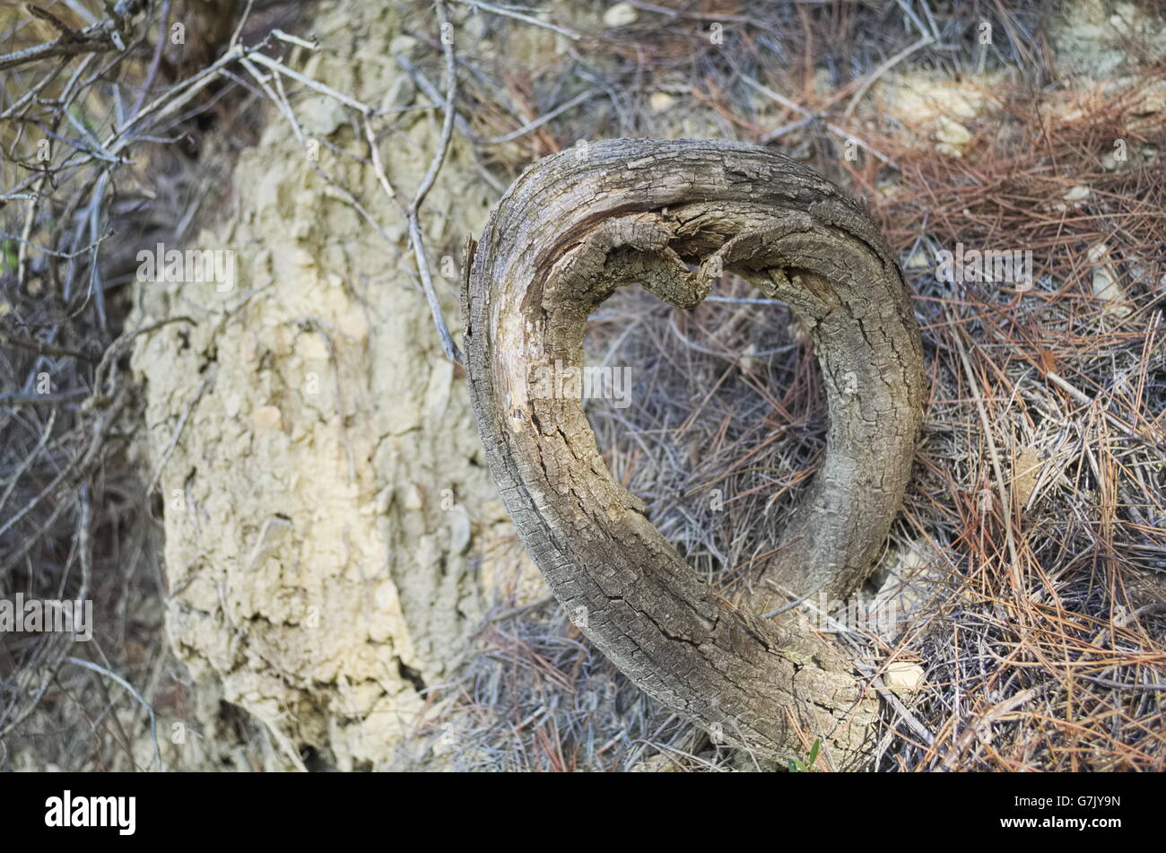 Heart Shaped braun Pine Tree Root Closeup Stockfoto