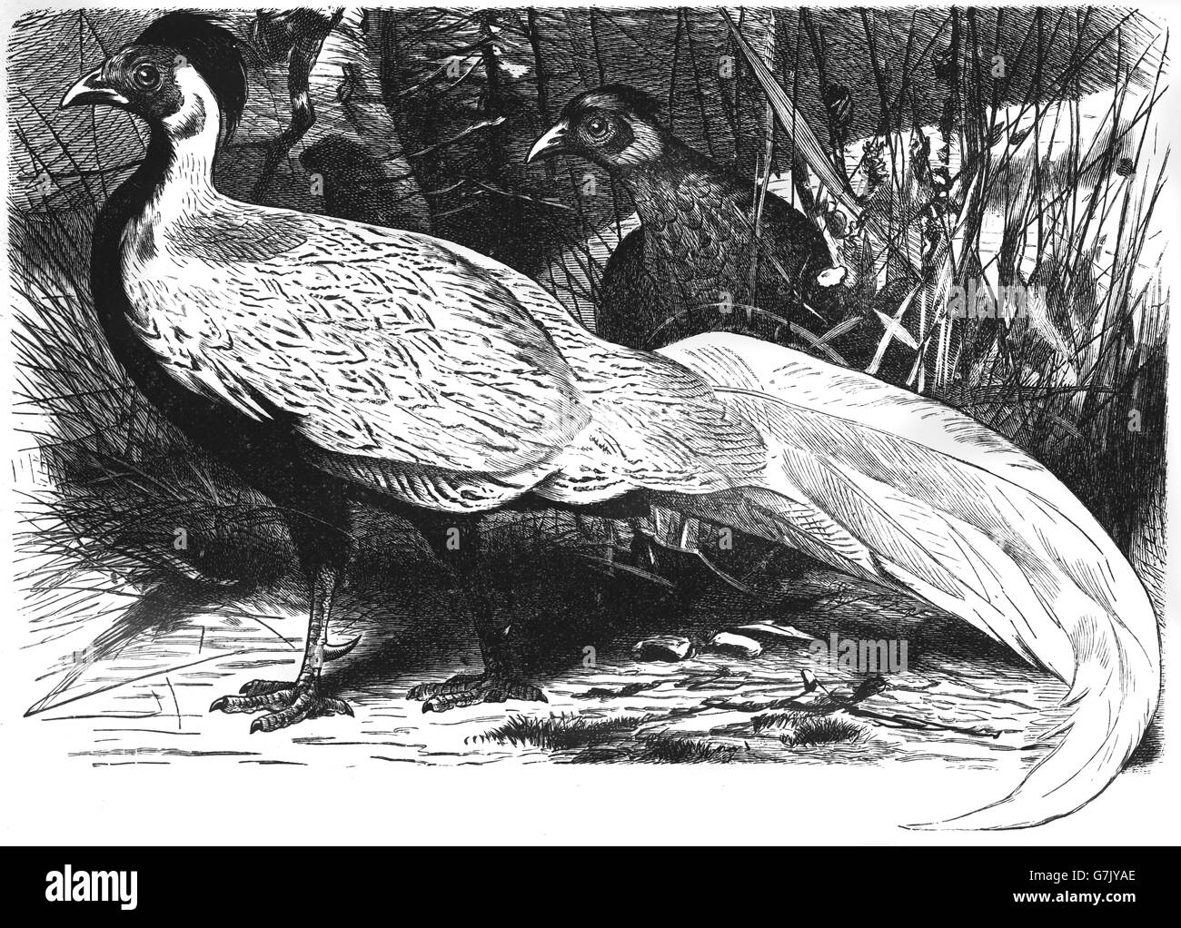 Silberne Fasan, Lophura Nycthemera Phasianidae, Hühnervögel, Illustration aus Buch datiert 1904 Stockfoto