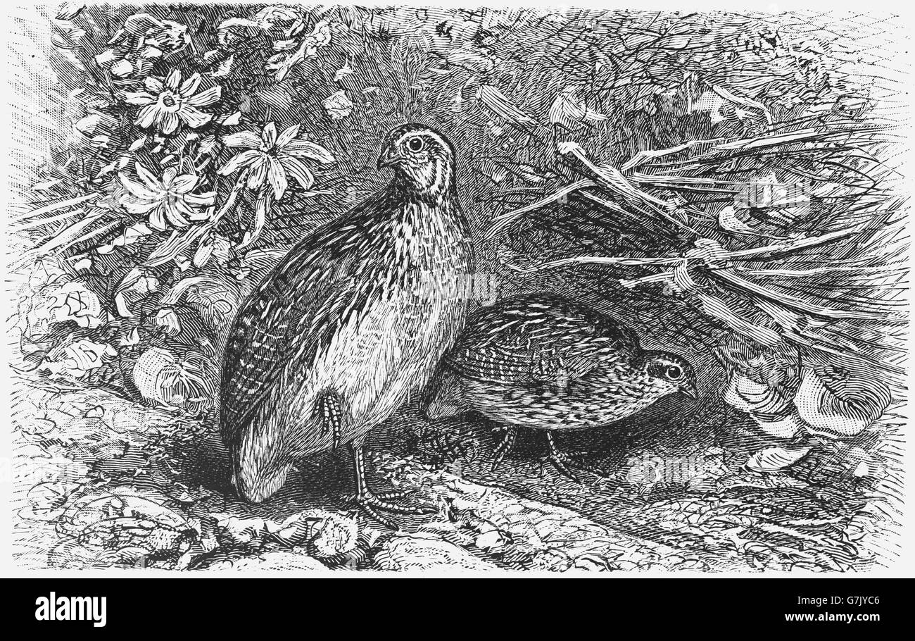 Gemeinsamen Wachteln, Coturnix Coturnix, Phasianidae, Hühnervögel, Illustration aus Buch datiert 1904 Stockfoto