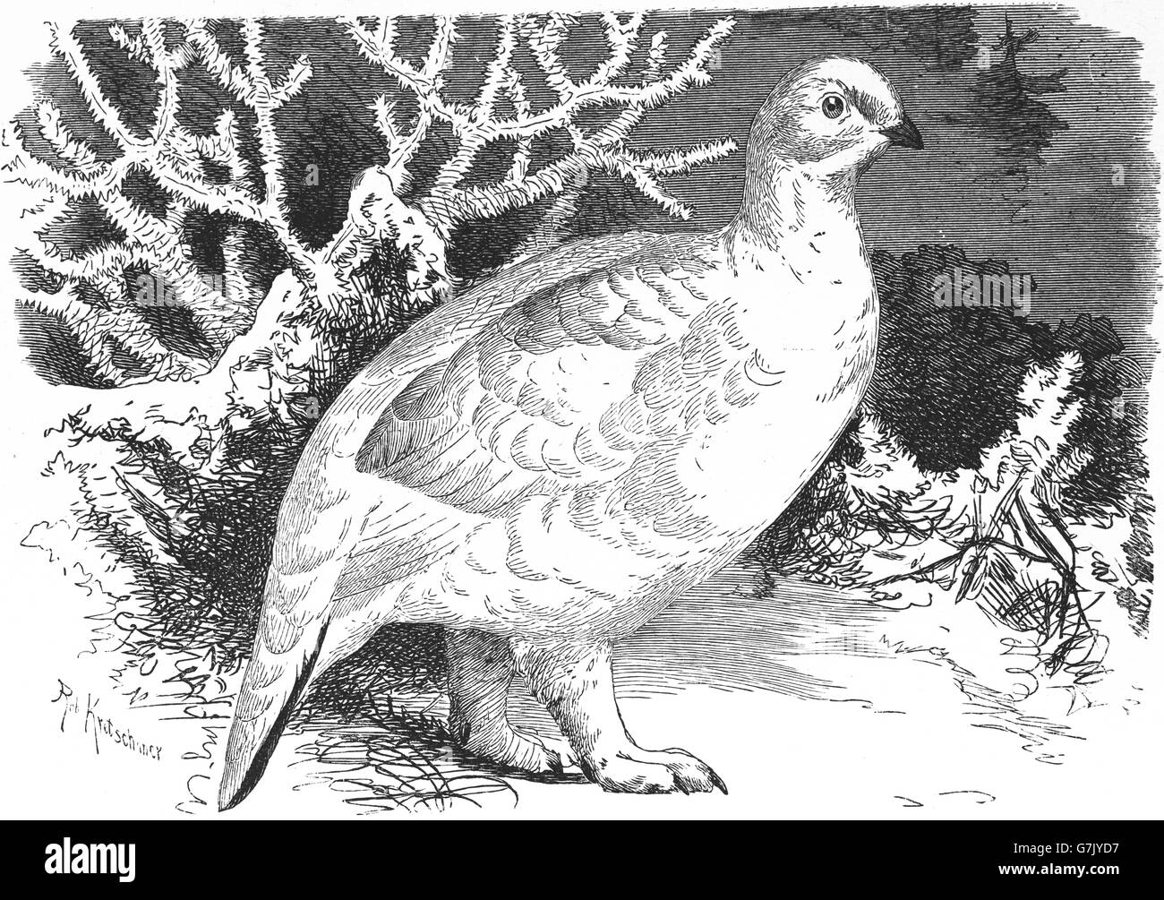 Willow Ptarmigan im Winter, Lagopus Lagopus, Illustration aus Buch datiert 1904 Stockfoto