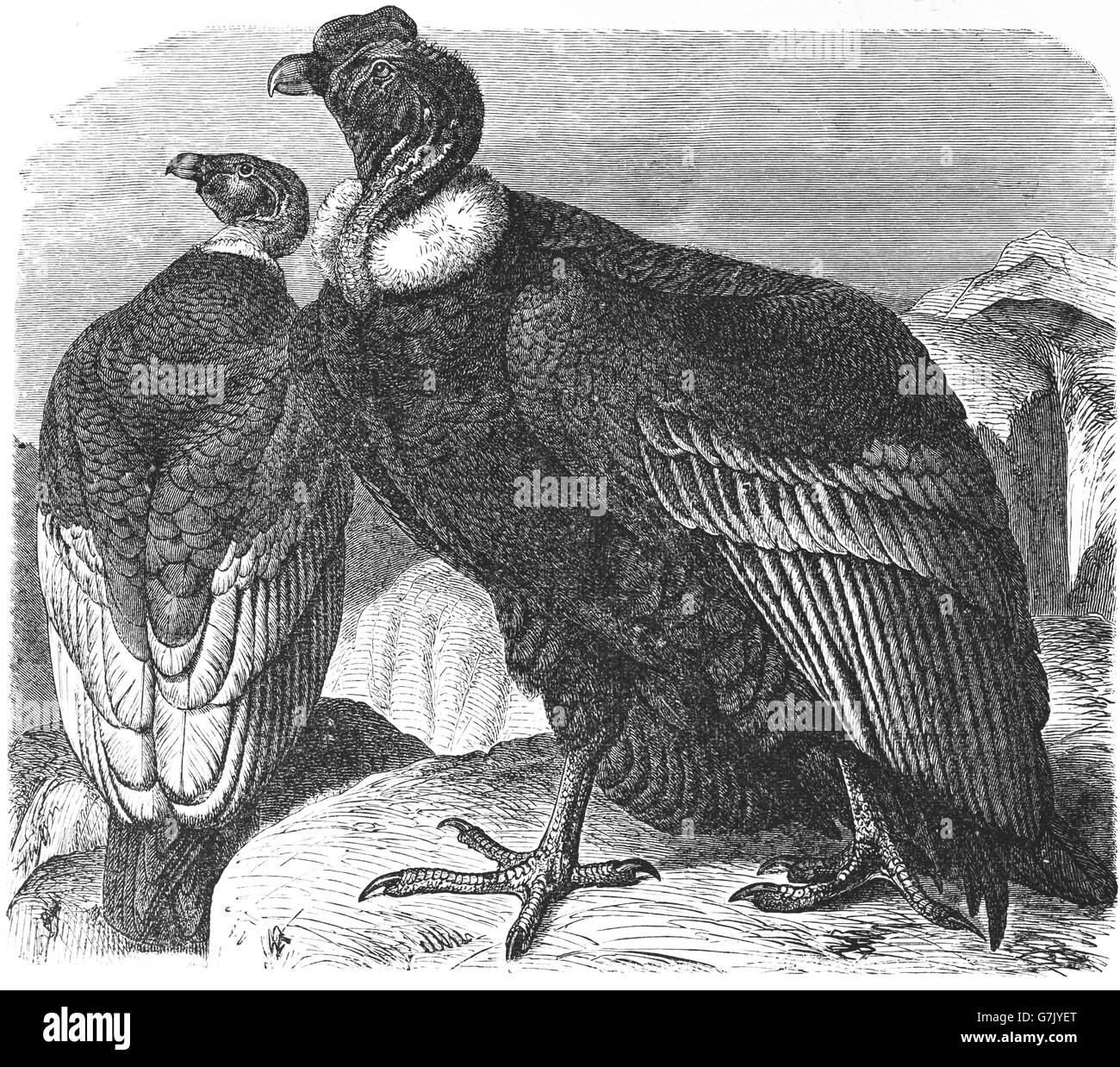 Andenkondor, Vultur Kondor, Illustration aus Buch datiert 1904 Stockfoto