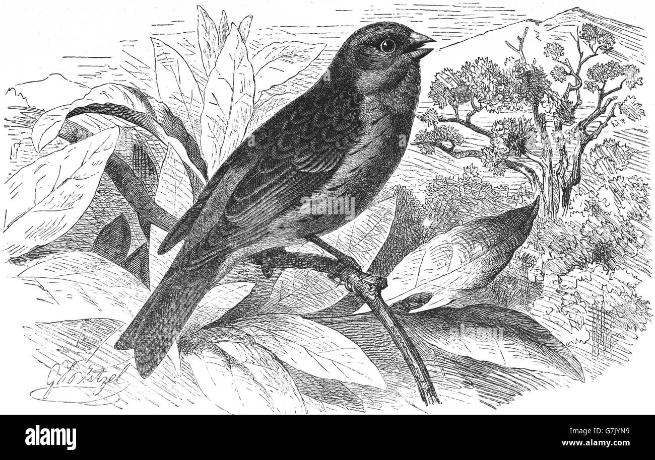 Teneriffa blaue Buchfink, Fringilla Teydea, Kanarische Inseln, Illustration aus Buch datiert 1904 Stockfoto